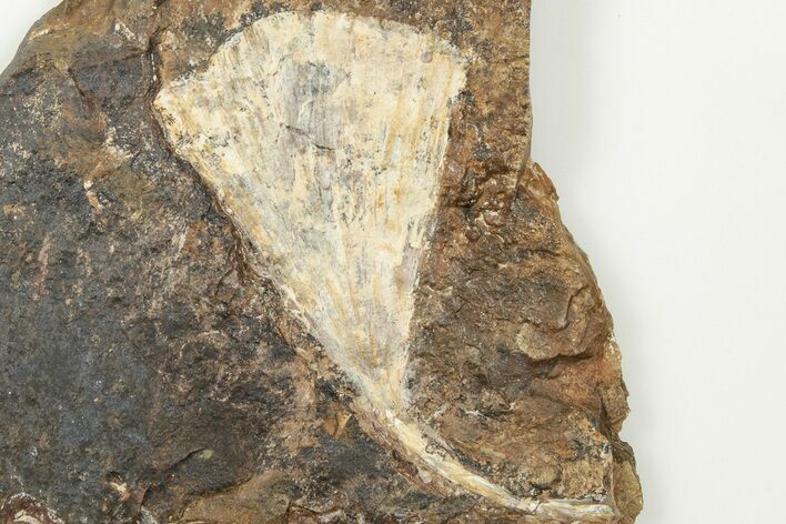 Fossil Ginkgo Leaf From North Dakota - Paleocene #201221